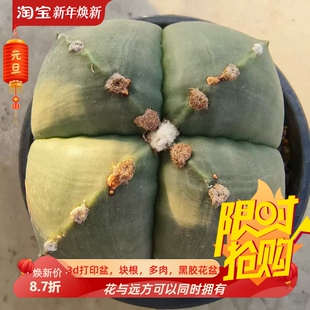 实生矮角琉璃鸾凤玉星兜属潮流仙人球绿植桌面一物一拍多肉11/22