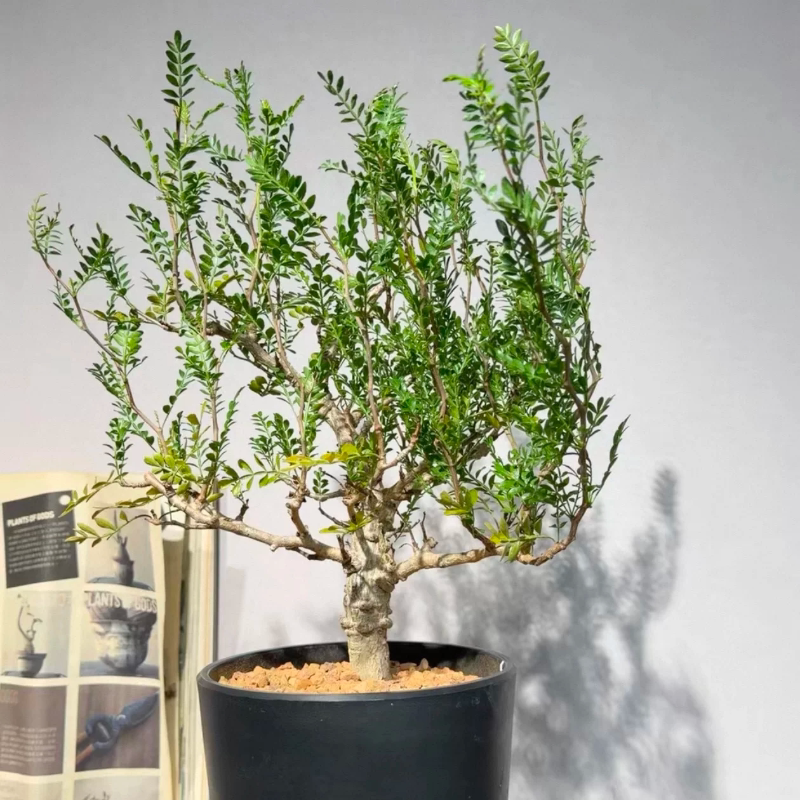 45号 实生象足漆树块根植物精选白皮大肚子2.9C多肉一物一拍6/28