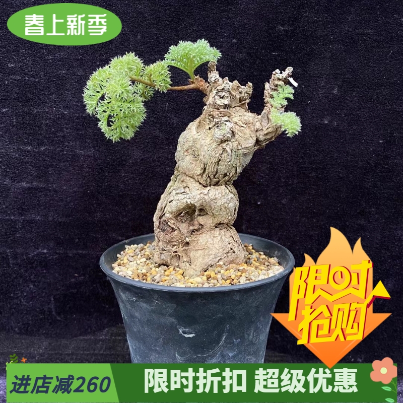 枯木洋葵熟桩造景冬型种块根室内窗台好养护一物一拍懒人多肉4/28