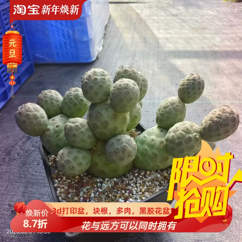 大球体习志野超多头团扇属仙人球植物室内盆栽多肉一物一拍8/10