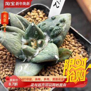 泰系实生怒涛/s12潮流岩牡丹属仙人球一物一拍稀有多肉包邮9/5