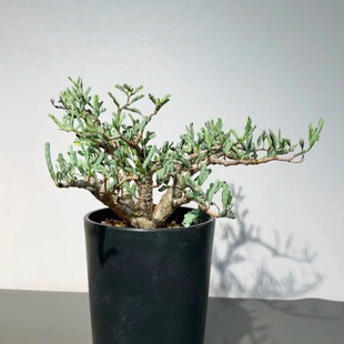 沙漠苏木，块根植物，露养株，苍老而有劲30CM多肉一物一拍6/28