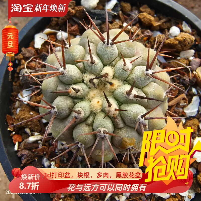 欧系实生孤龙丸不含刺4.8cm龙爪球一物一拍仙人球多肉包邮12/5