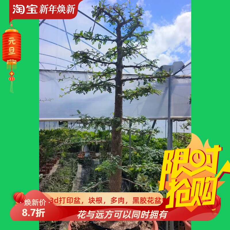 圣诞树列加氏漆树潮流懒人块根多肉植物一物一拍稀有品包邮7/25