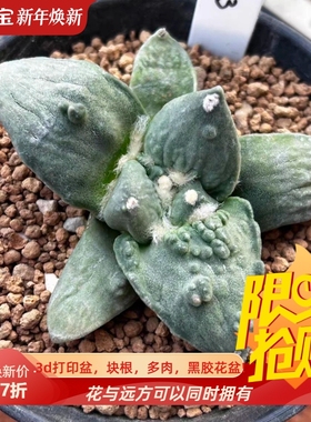 泰系实生怒涛/s143潮流仙人球稀有室内盆栽一物一拍多肉包邮9/10