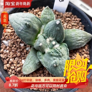 泰系实生怒涛/s143潮流仙人球稀有室内盆栽一物一拍多肉包邮9/10