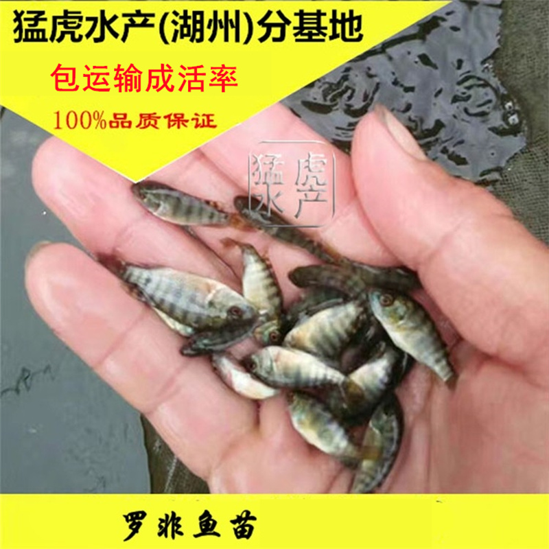淡水活体罗非鱼苗好养殖