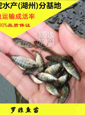 淡水活体罗非鱼苗好养殖