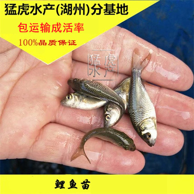 鲤鱼苗淡水活体丰鲤鱼养殖鱼苗