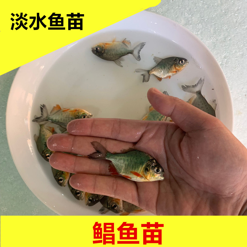 白鲳鱼苗活体热带鱼淡水凶猛观赏