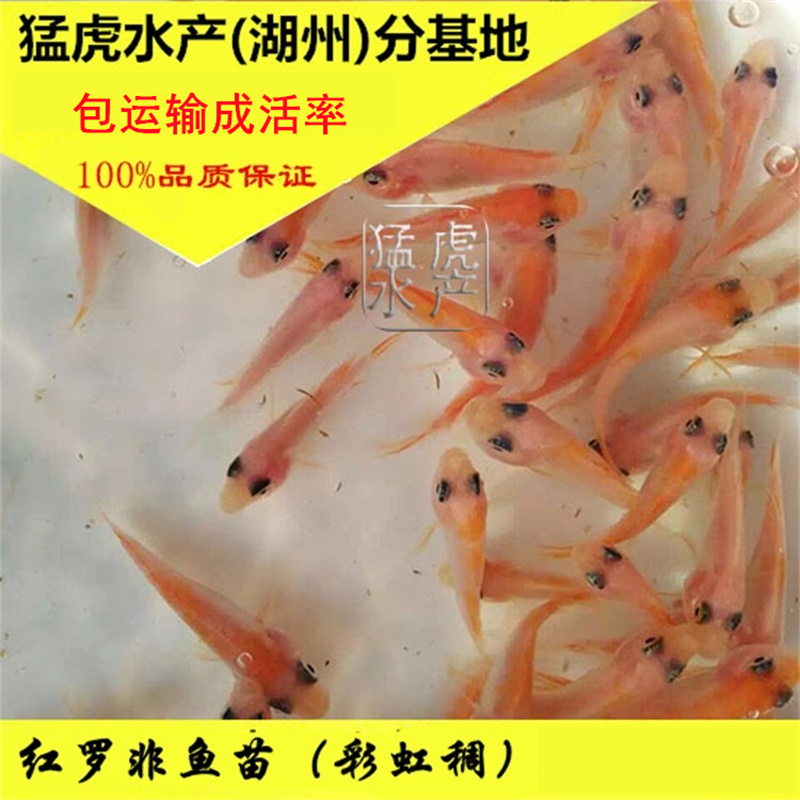 优质红罗非鱼苗  彩虹稠鱼苗  宝石红罗非鱼苗 活体鱼苗包邮