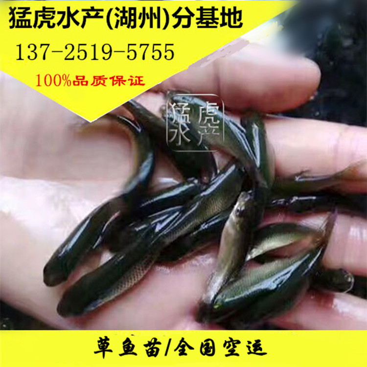 优质大草鱼苗白鲩混子淡水四大家鱼活体养殖食用小草冷水饲料鱼苗