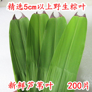 精选大芦苇叶5厘米以上新鲜粽叶现摘野生粽子叶柴叶200片装包邮