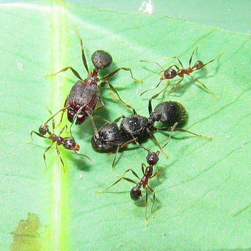 伊大头蚁pheidole yeensis活体蚂蚁世界家园工坊科普教育森城堡