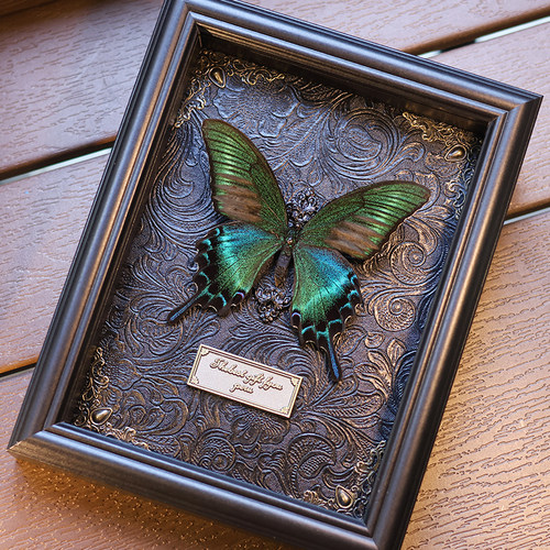 真蝴蝶标本相框装饰摆件挂画教师节高级感生日礼物送男女友老师