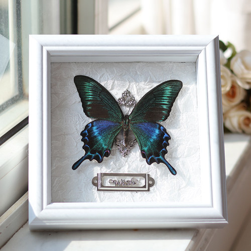 绿带翠凤蝶真蝴蝶标本创意装饰摆件画相框跨新年生日礼物送男女友