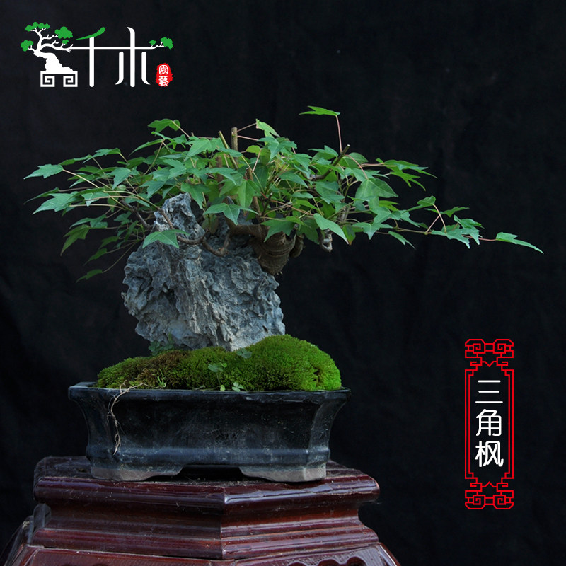 千木三角枫盆景 枫树盆栽树桩红枫盆景 小型室内造型三角枫礼品|msdalam kategori penghantaran bunga/bunga simulasi/tumbuhan berkebun, bunga/Tumbuh-tumbuhan tumbuh-tumbuhan pasu (baru), tumbuh-tumbuhan hijau - dari Buy2taobao.com untuk memberikan perkhidmatan ejen Taobao profesional membeli