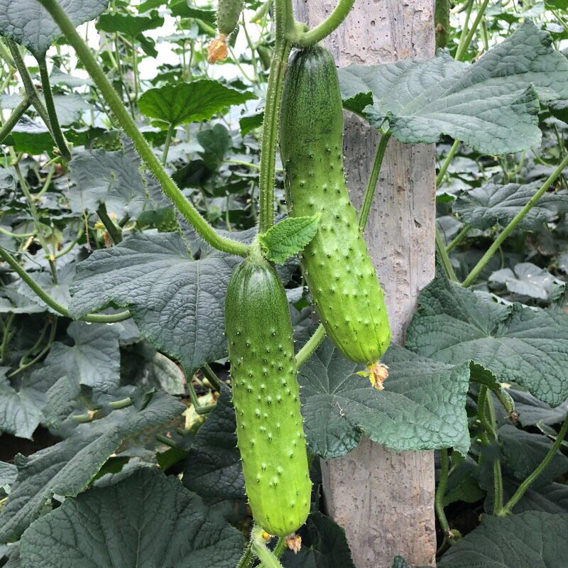 5斤自家菜园露天小黄瓜新鲜旱黄瓜现摘现发