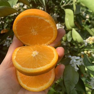 湖北宜昌纽荷尔橙子新鲜上市新鲜橙子现摘