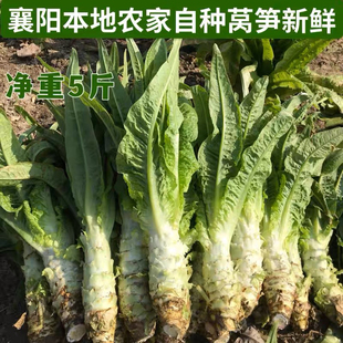 农家自种新鲜莴笋天然露天肥家肥现拔现发