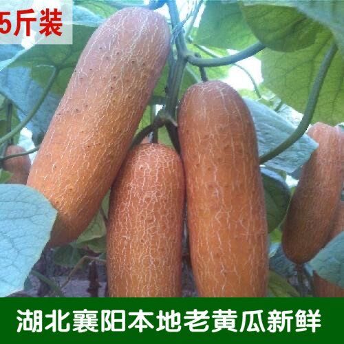 襄阳菜园本地新鲜黄皮老黄瓜5斤