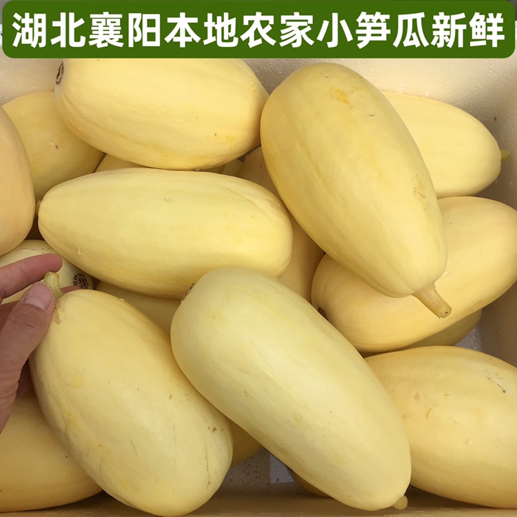 (炒菜炖肉食用)襄阳本地农家黄皮小笋瓜新鲜现摘现发.