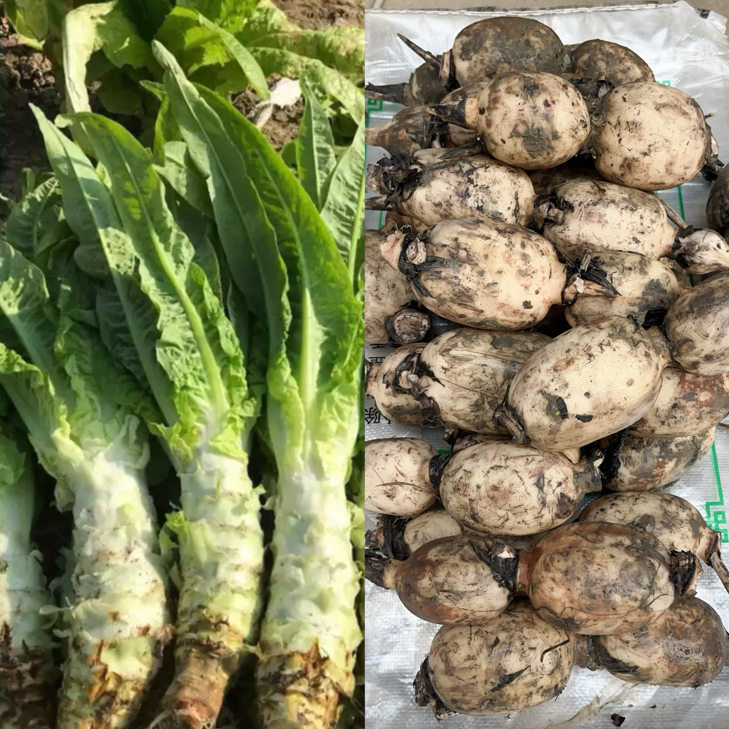 湖北襄阳本地农家新鲜莴笋