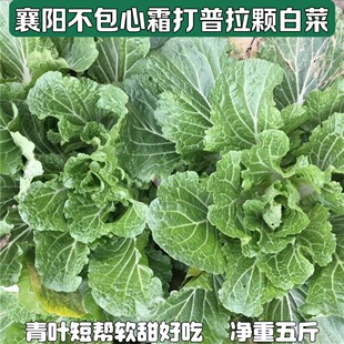 不包心青叶霜冻普拉颗小白菜