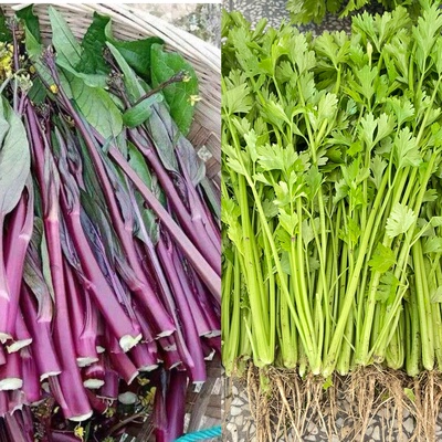 紫菜苔和小芹菜共五斤