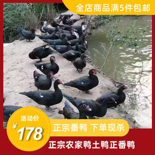 梅州客家正宗农家放养土鸭红头正番鸭正翻鸭散养母鸭公鸭整只新鲜