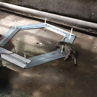 百变多功能灭鼠器布线架 折叠铁板铁片 捕鼠扑鼠器灭老鼠电鼠配件