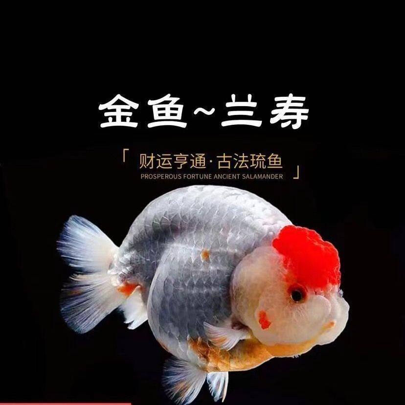 精品兰寿鸿运当头金鱼招财蝶尾金鱼耐活小型鱼好养活冷水观赏鱼苗