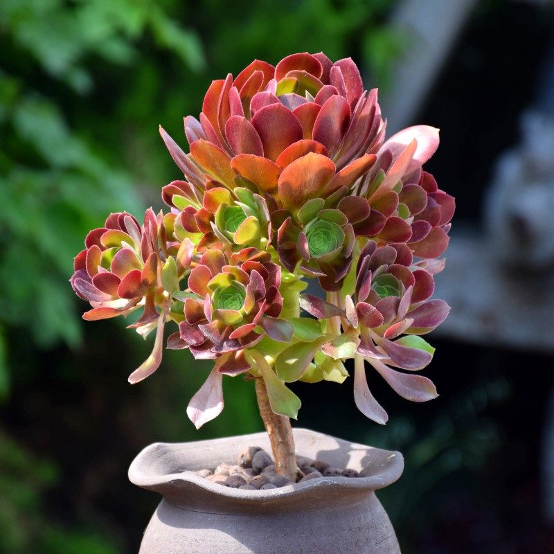 紫新款吸甲醛手捧花多头老桩紫色大型树状多肉植物莲花掌法师清棚