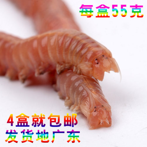 沙蚕青虫蚯蚓蜈蚣蚂蝗饵料