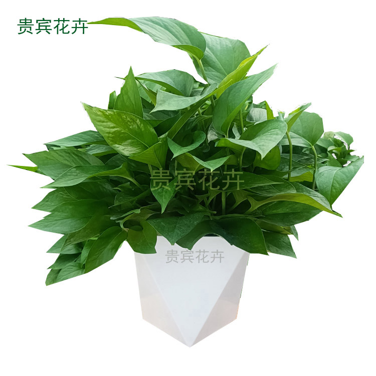 绿萝水养办公客新房厅室内水培懒人花盆高端绿萝花卉植物盆栽绿箩