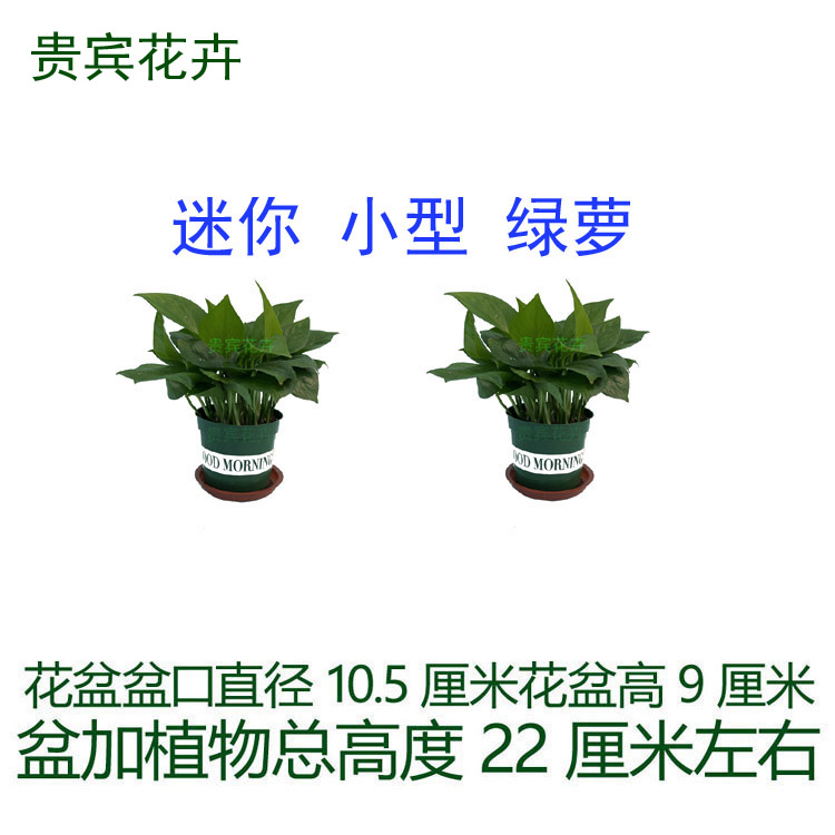 绿萝小盆栽植物花卉植物办公室迷你植物迷你盆栽绿植新房装修花卉