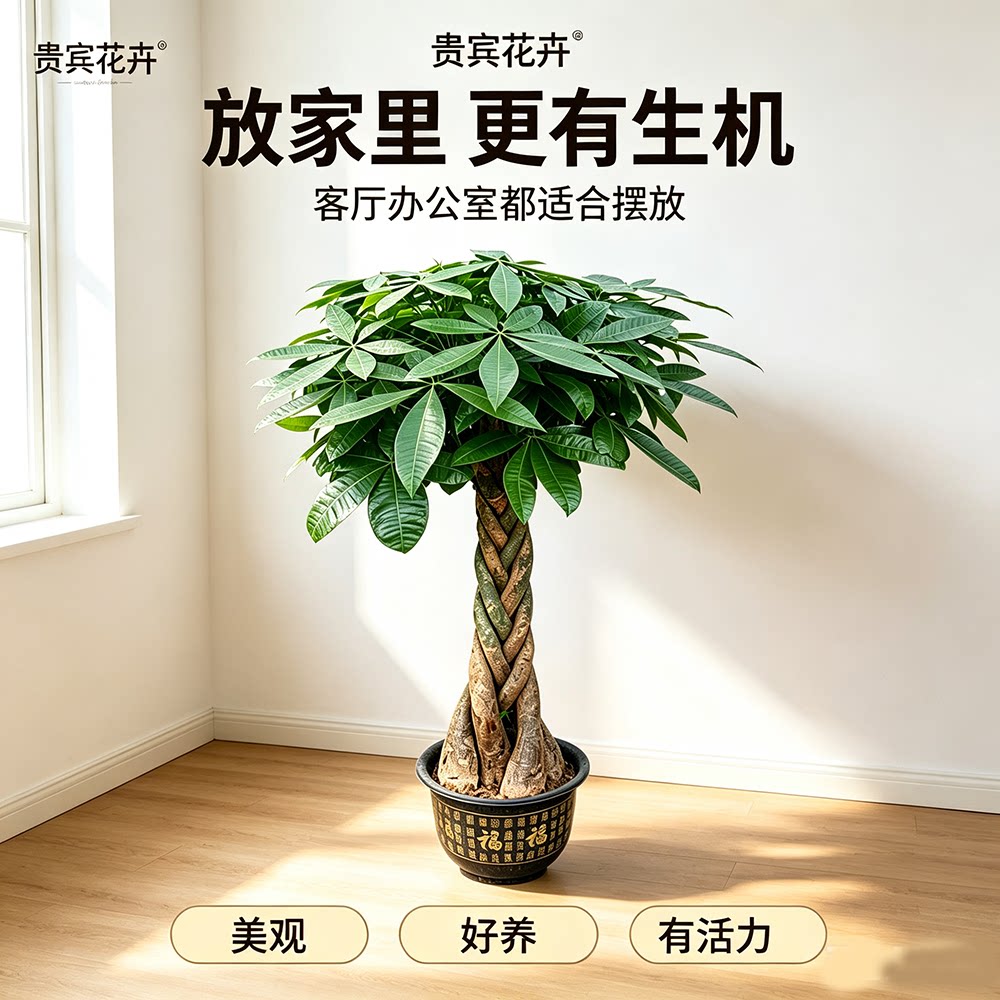 辫子发财树盆栽室内客厅办公室绿植好养新手大型植物五辫发财树