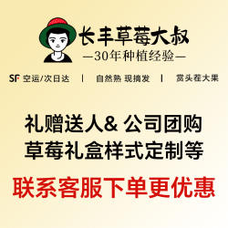 【现摘现发 礼盒】新鲜安徽合肥长丰红颜奶油草莓长丰草莓现摘99