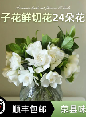 栀子花顺丰包邮大叶重瓣插花鲜花浓香型奶油香味24朵花苞鲜切花卉