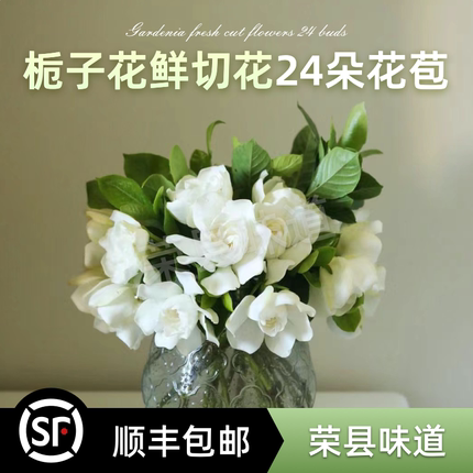 栀子花顺丰包邮大叶重瓣插花鲜花浓香型奶油香味24朵花苞鲜切花卉