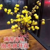腊梅花腊梅枝条腊梅鲜切花插花带花苞遇水开花水养真花年宵花