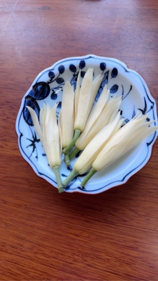 【栀子花白兰花组合套餐】四川白兰花黄角兰缅桂花栀子花闻香花卉