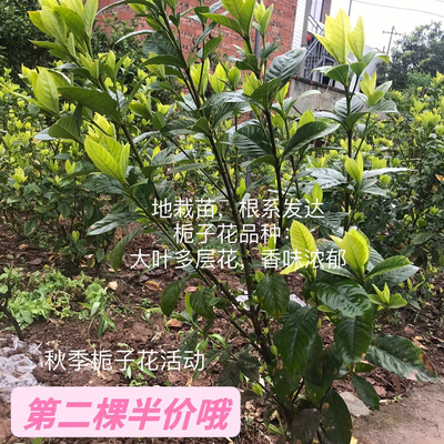 树苗多层浓香型四季栀子花包邮