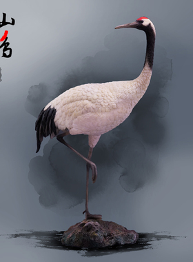 现货 JXK 1/6 仙鹤 JXK131 鸟类动物GK模型 可配12寸兵人偶