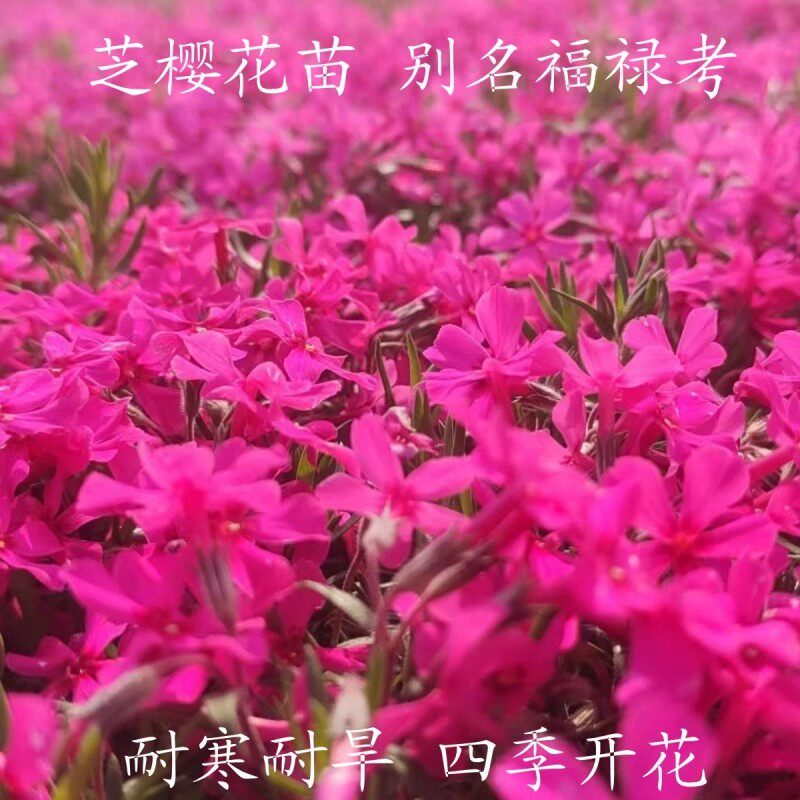 芝樱花苗宿根丛生福禄考盆栽针叶天蓝绣球盆栽耐寒热草本庭院盆栽