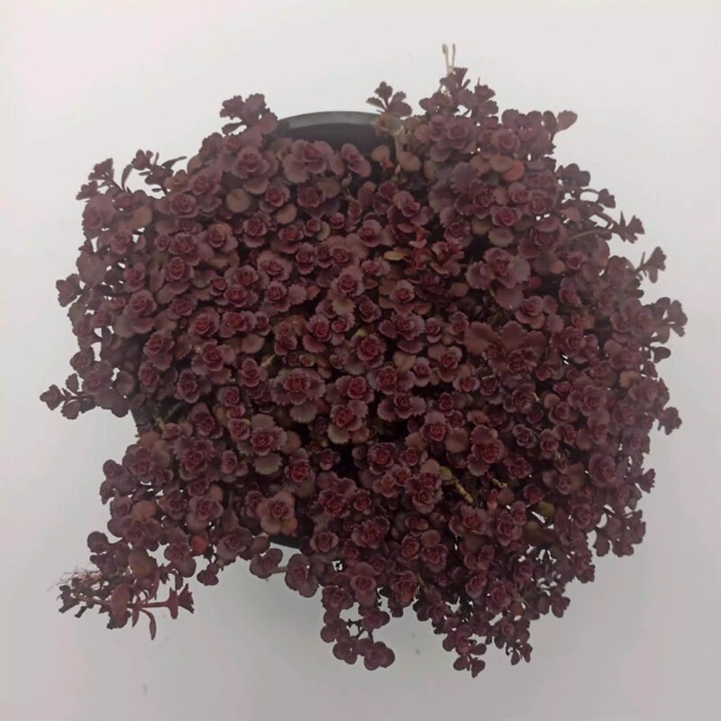 小球玫瑰苗胭脂红景天盆栽红叶景天花镜地被多肉耐寒景观园林植物
