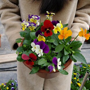 三色堇花苗盆栽蝴蝶花角堇盆栽耐寒阳台庭院绿植花卉植物室内花卉