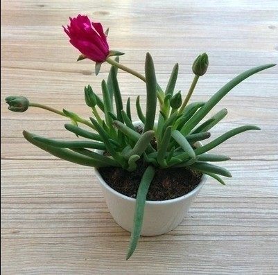 奔龙开花多肉植物办公盆景桌面
