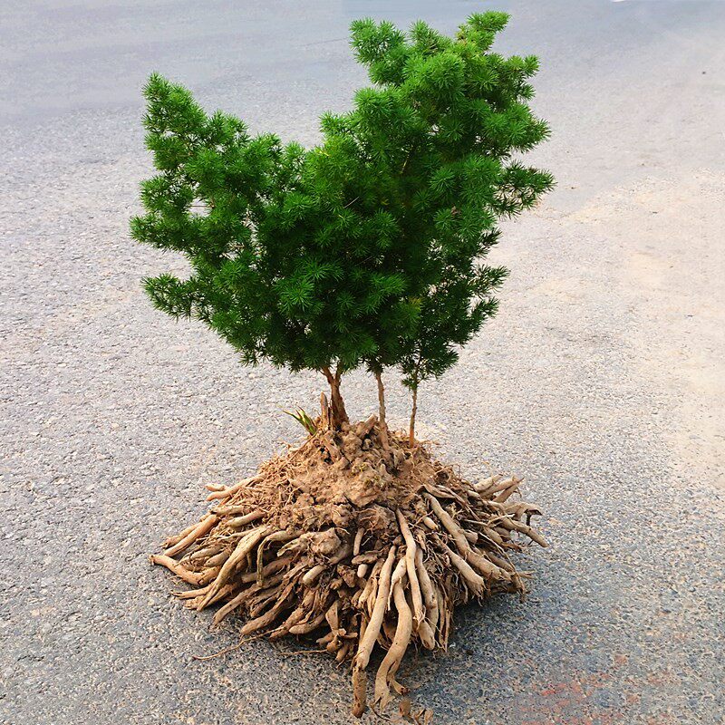 蓬莱松盆栽植物室内花卉去甲醛四季常青生肖猴招财桌面绿植小盆景