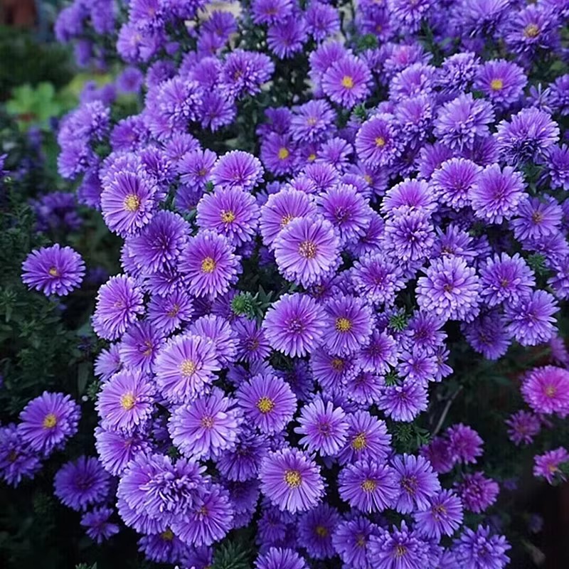 荷兰菊紫菀翠菊盆栽花苗带花重瓣菊花大苗多年生宿根耐寒花卉花镜